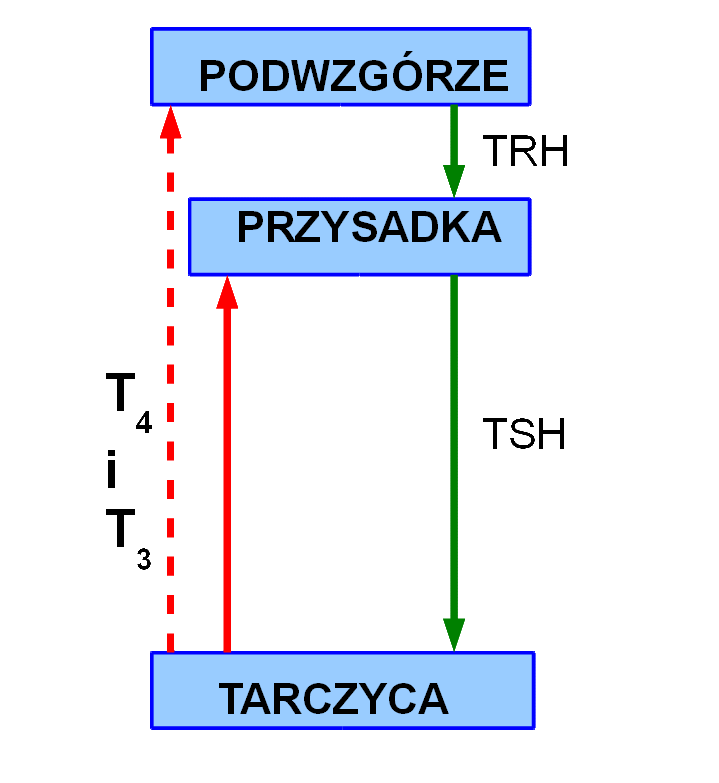 Schemat osi hormonalnej